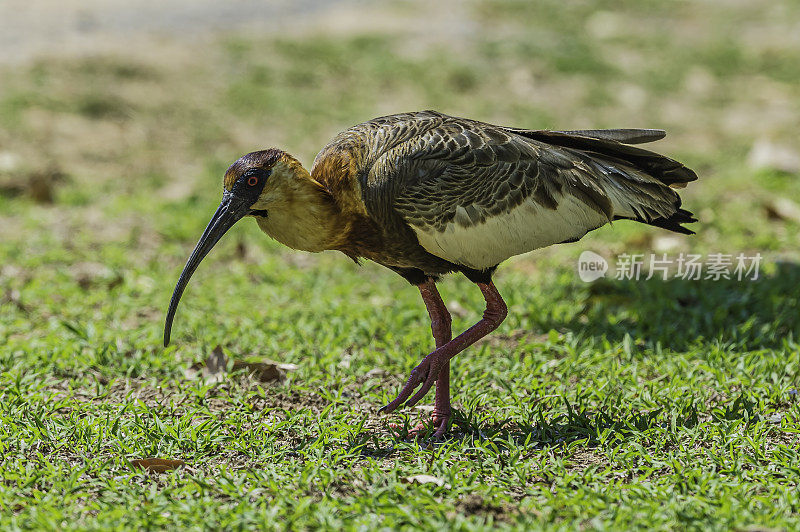 黄颈朱鹭(Theristicus caudatus)，也被称为白喉朱鹭，是一种相当大的朱鹭，广泛发现于南美东部和北部的开放栖息地。发现于巴西潘塔纳尔地区。